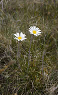 Image of Celmisia asteliifolia Hook. fil.