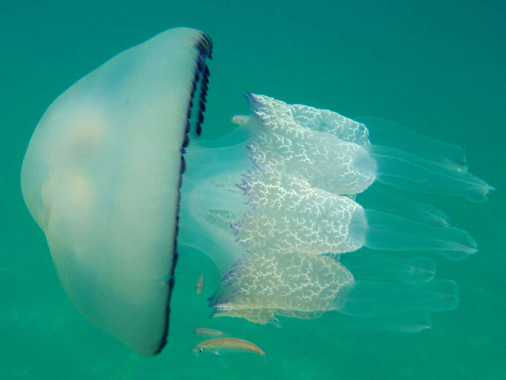 Image of barrel jellyfish