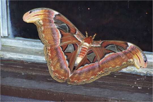 Image of atlas moth