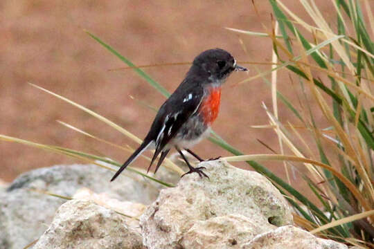 Image of Scarlet Robin