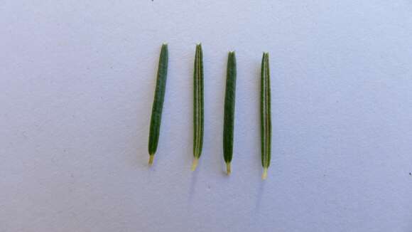 Image of heath-leaf banksia