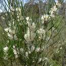 Image of Hakea microcarpa R. Br.