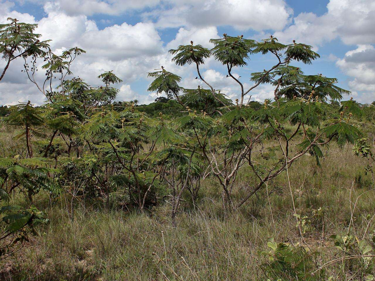 Image of Mimosa claussenii Benth.