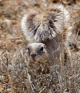 Слика од Xerus subgen. Geosciurus Smith 1834