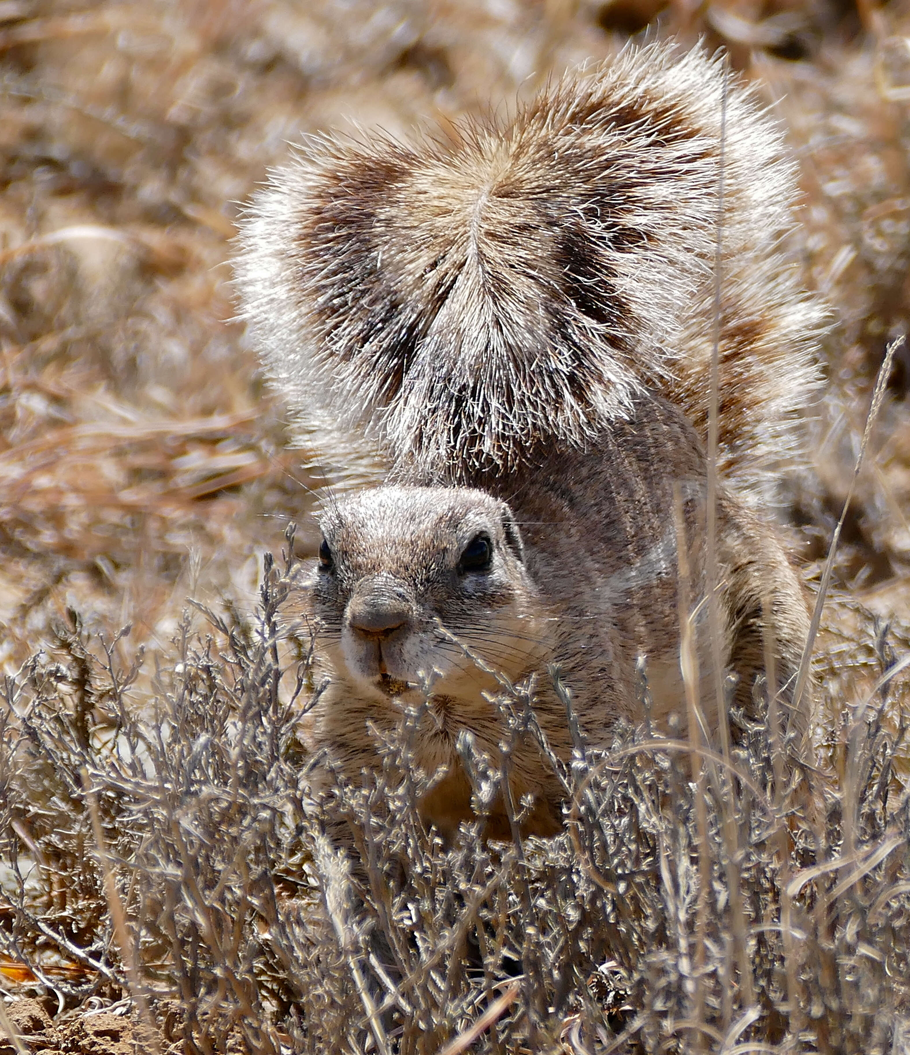 Imagem de Xerus subgen. Geosciurus Smith 1834