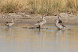 Image of Cape Teal