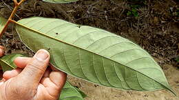 Image of Helicostylis