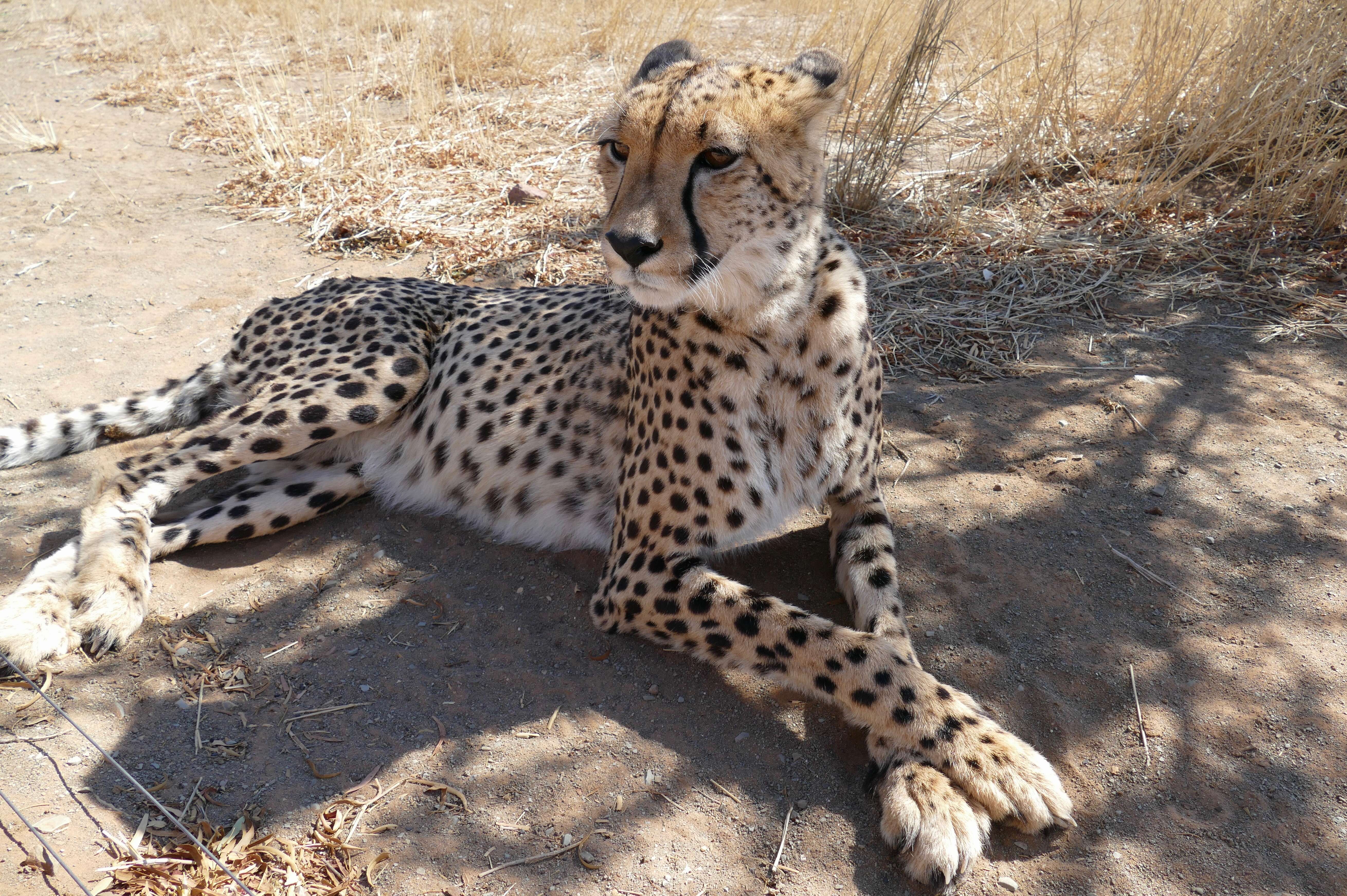 Image of Acinonyx Brookes 1828