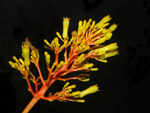 Palicourea guianensis Aubl.的圖片