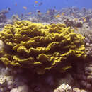 Image of Pagoda coral