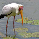 Image of Yellow-billed Stork