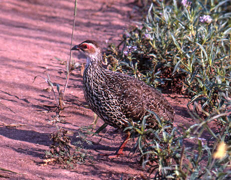 Image of Clapperton's Francolin