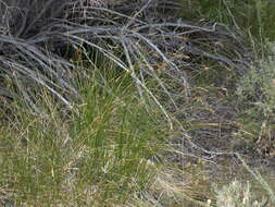 Image of western sedge