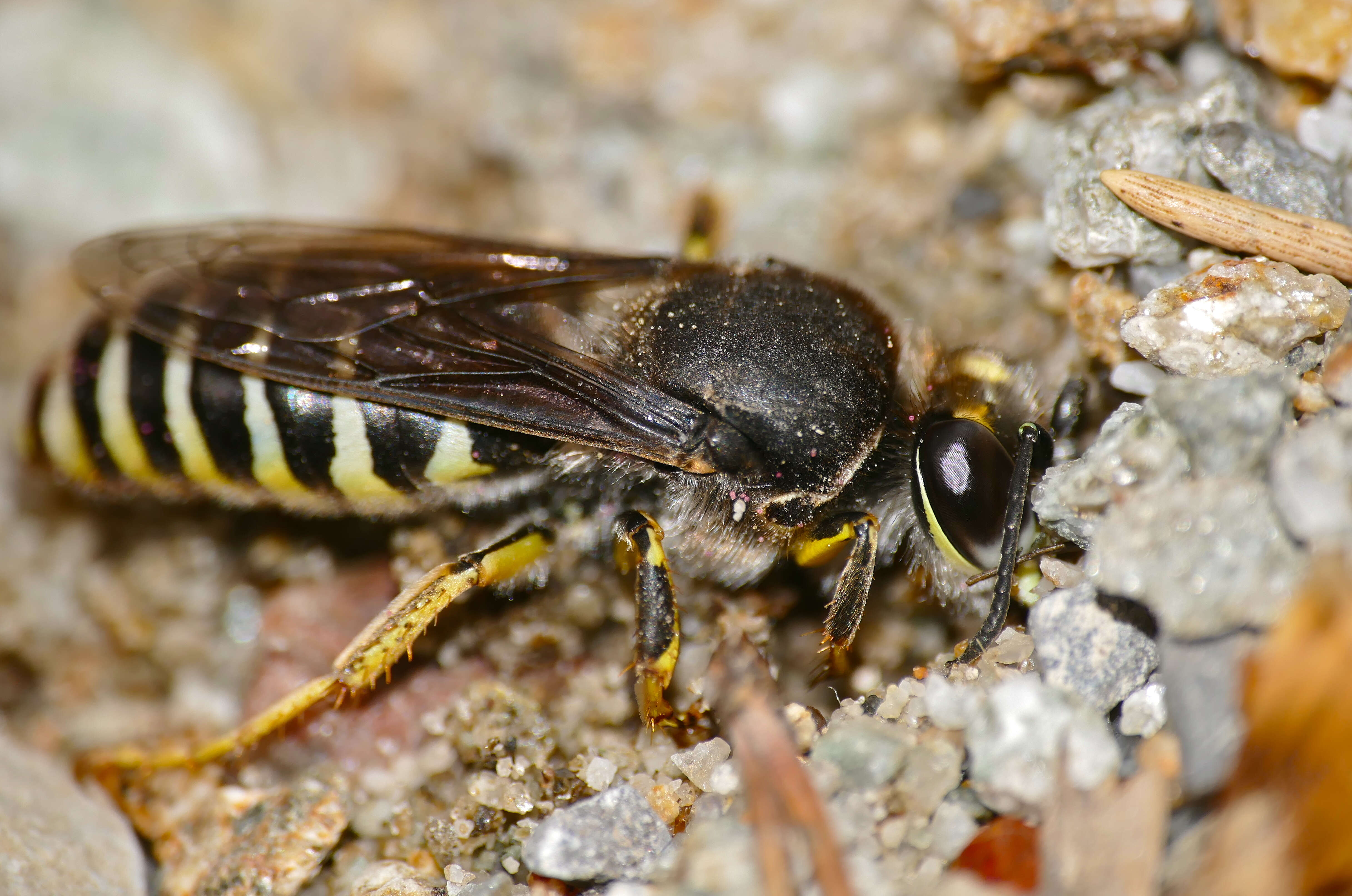 Image of Bembix tarsata Latreille 1809