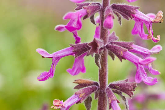 Слика од Stachys chamissonis Benth.