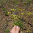 Image of Wyeth biscuitroot