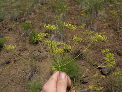 Image of Wyeth biscuitroot