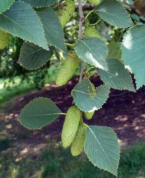 Imagem de Betula corylifolia Regel & Maxim.