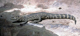 Image of Caimans