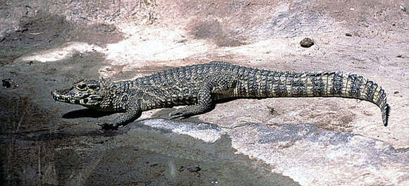 Image of Broad-snouted Caiman