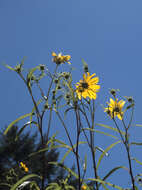 Image of sunflowers