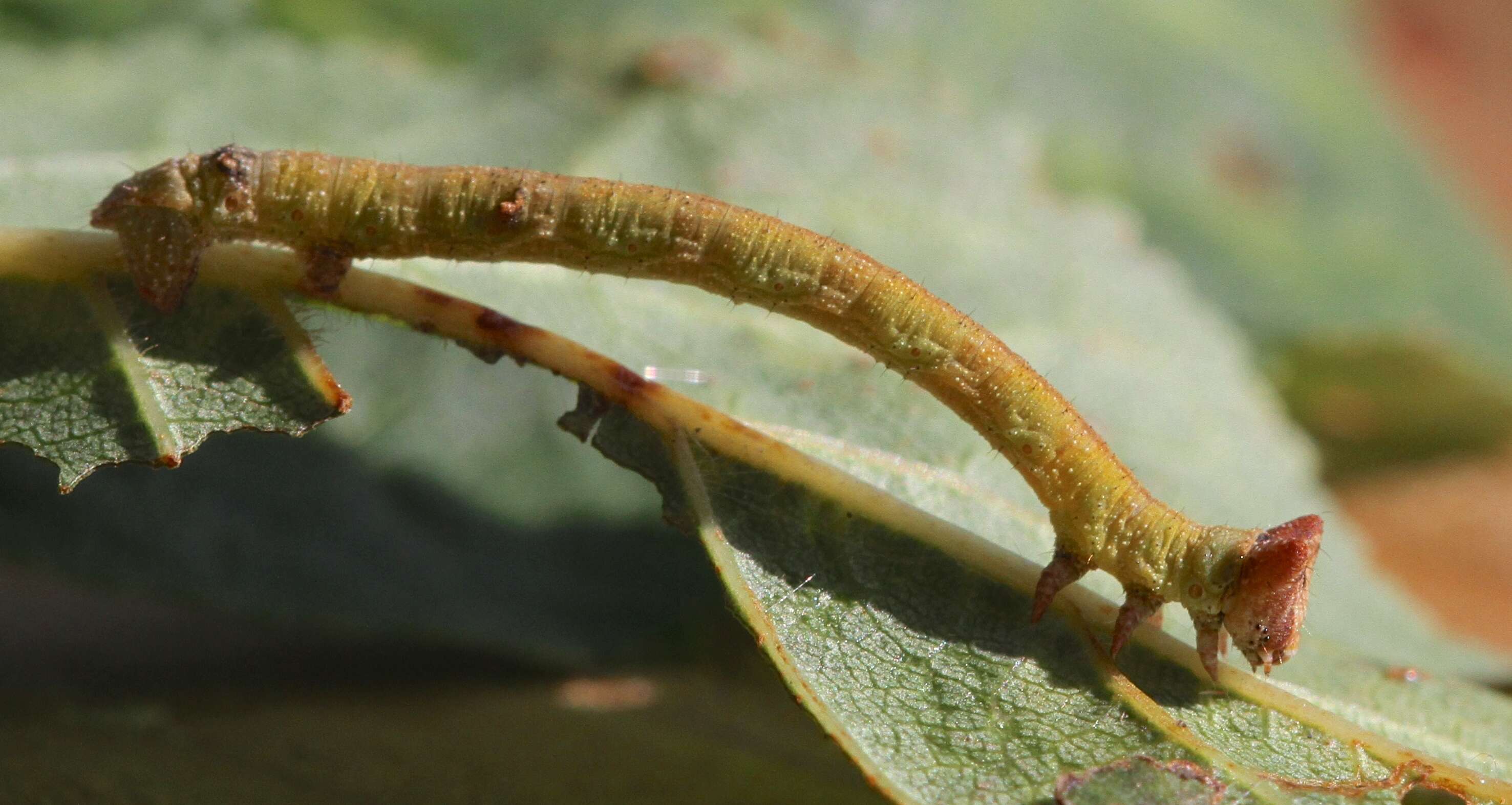 Imagem de Biston betularia Linnaeus 1758