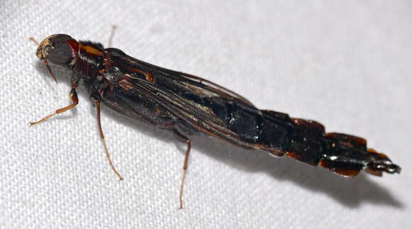 Image of Atractocerus
