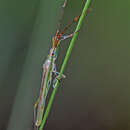 Image of Rice Bugs