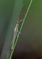Image of Rice Bugs