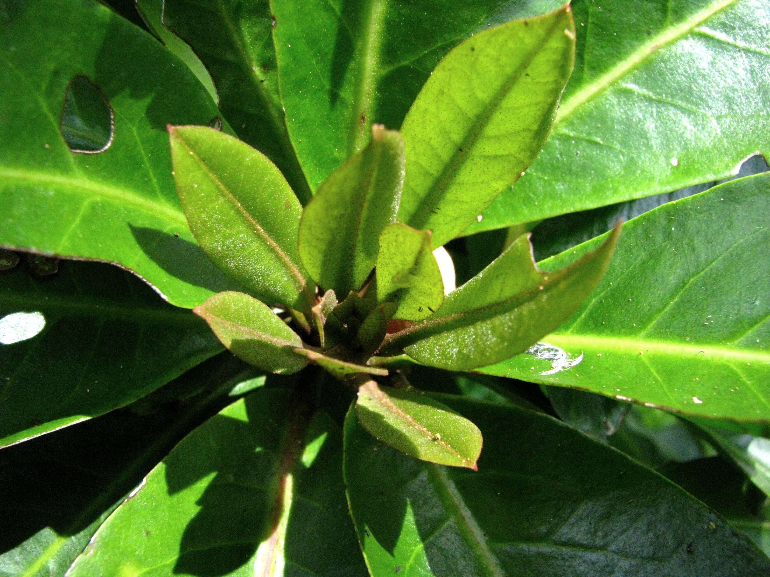 Image of Catchbirdtrees