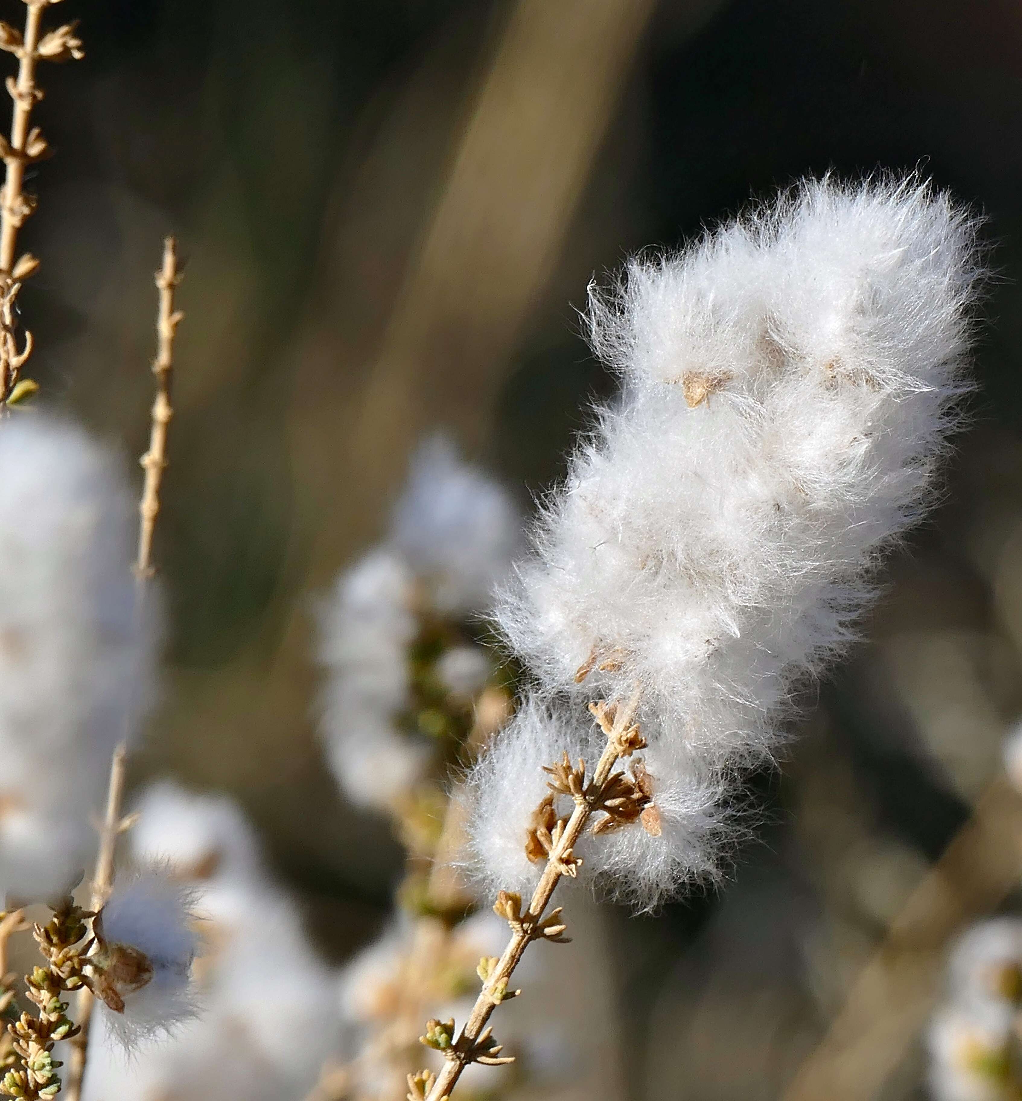 Image of Kapok Bush