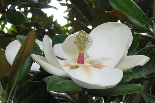 Image of southern magnolia