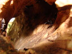 Image of Carpenter ant