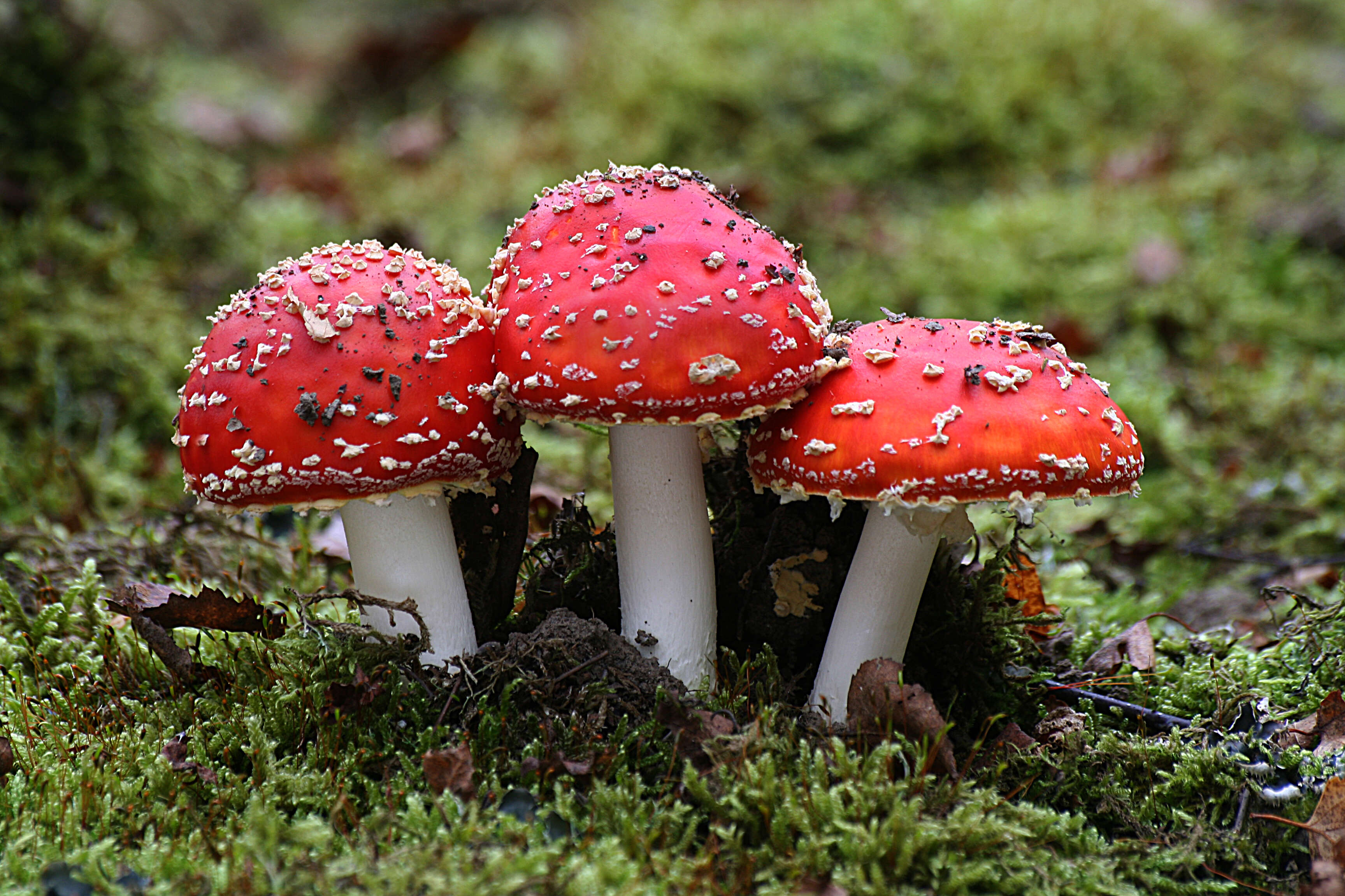 Image of Amanita