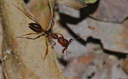 Image of Trap-jaw Ants