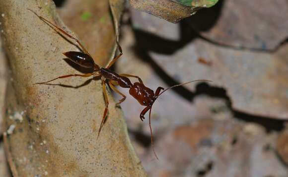 Imagem de Odontomachus