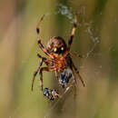 Image of Spotted Orbweaver