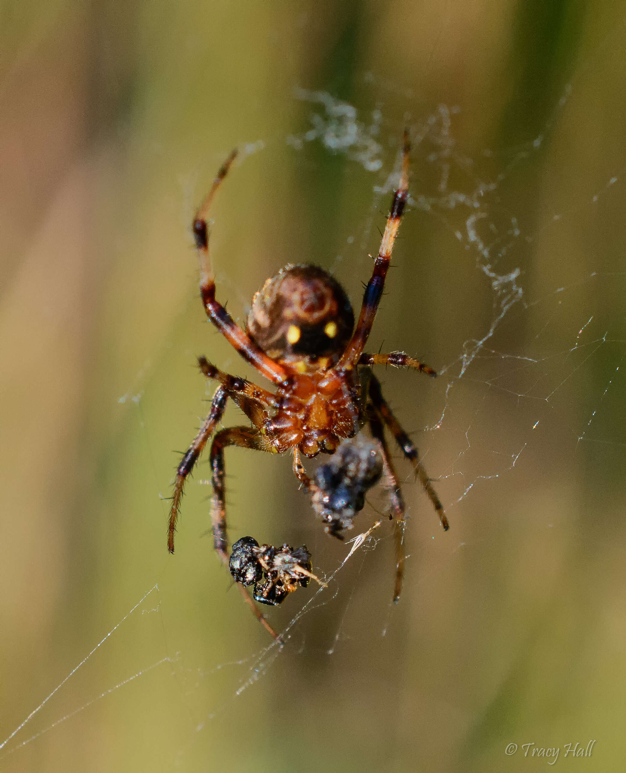 Image of Spotted Orbweavers