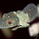 Image de Geckos à queue plate à bouche noire