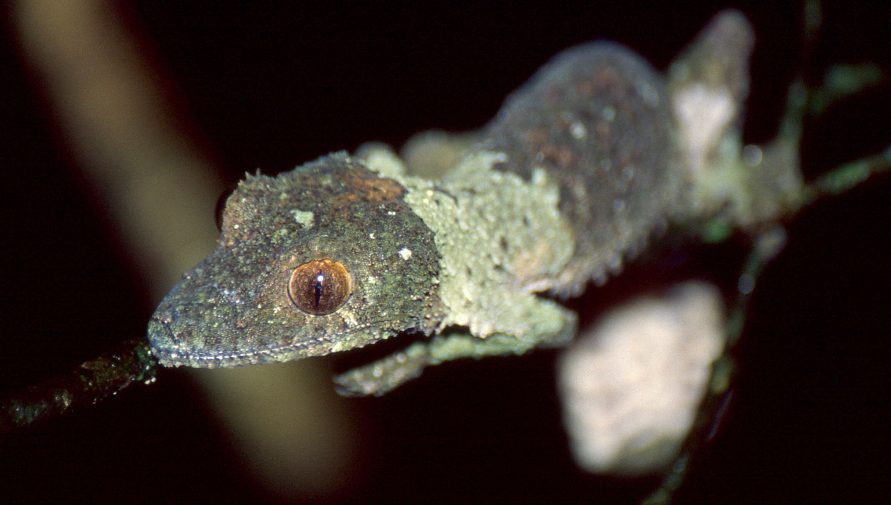 Image of Flat-tail geckos