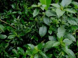 Strobilanthes phyllostachyus Kurz的圖片