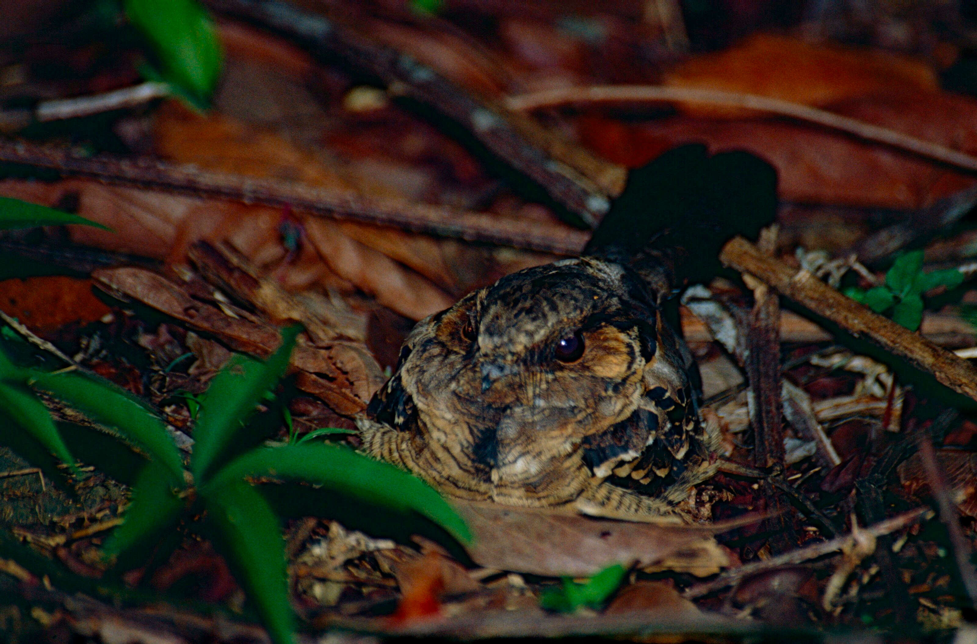 Image of Nyctidromus Gould 1838