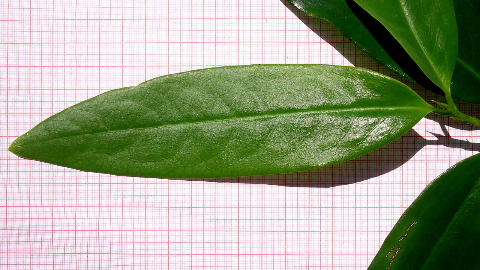 Image of Erythroxylum nobile O. E. Schulz