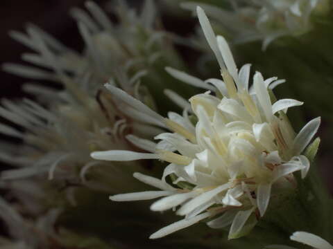 Image of Petasites albus (L.) Gaertn.