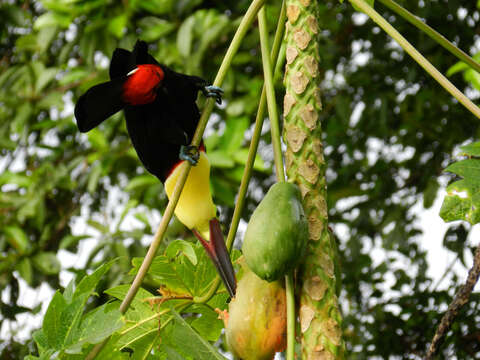 Image of papaya