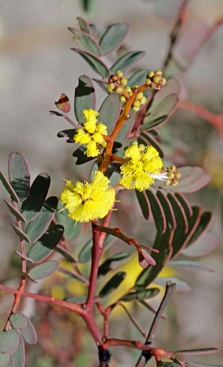 Image of Acacia latisepala Pedley
