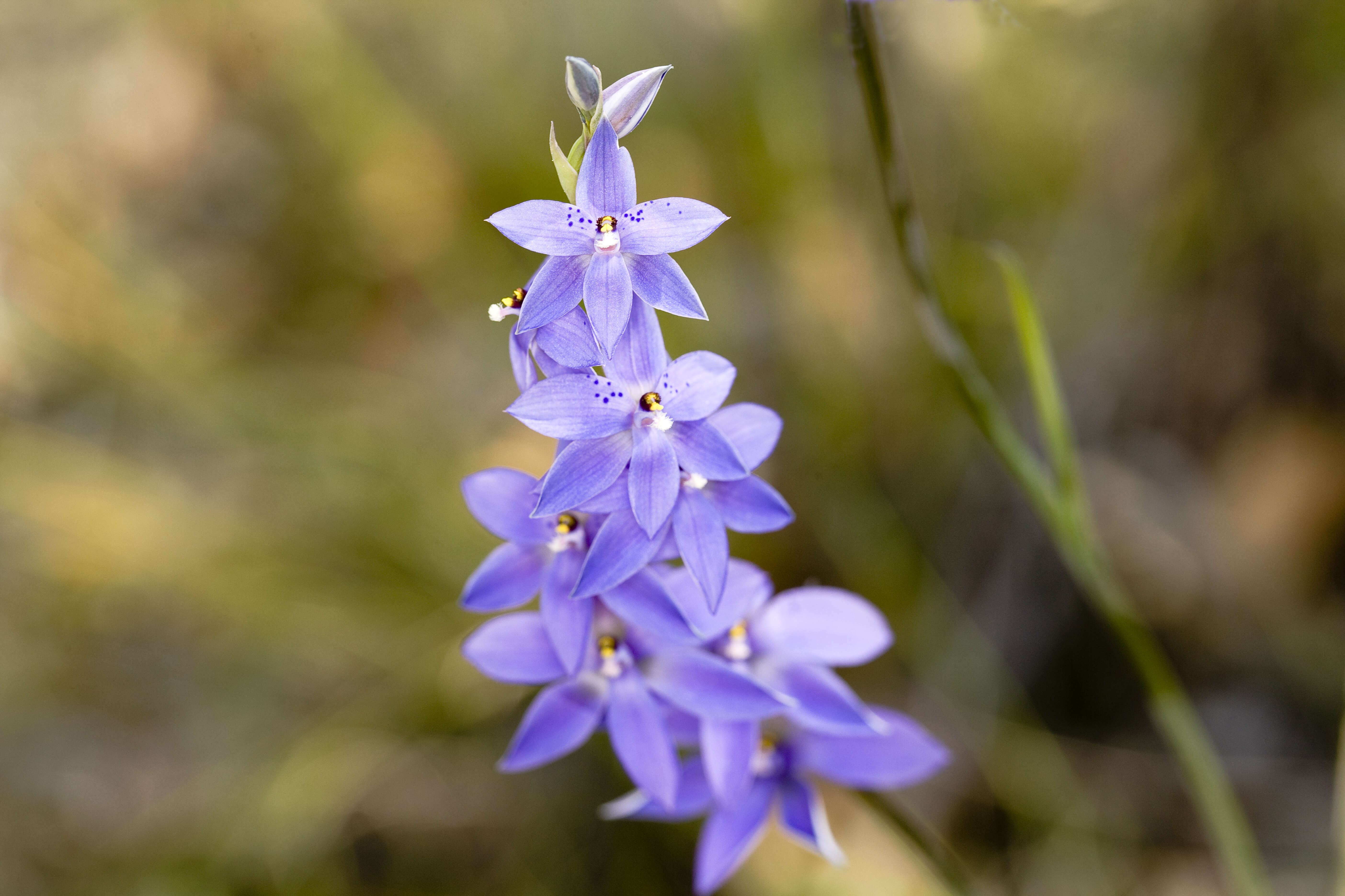 Image of Thelymitra ixioides Sw.