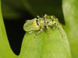 Plancia ëd Phyllobius (Dieletus) argentatus Linnaeus 1758