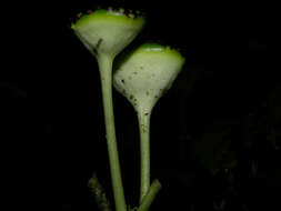 Image of Dorstenia choconiana S. Wats.