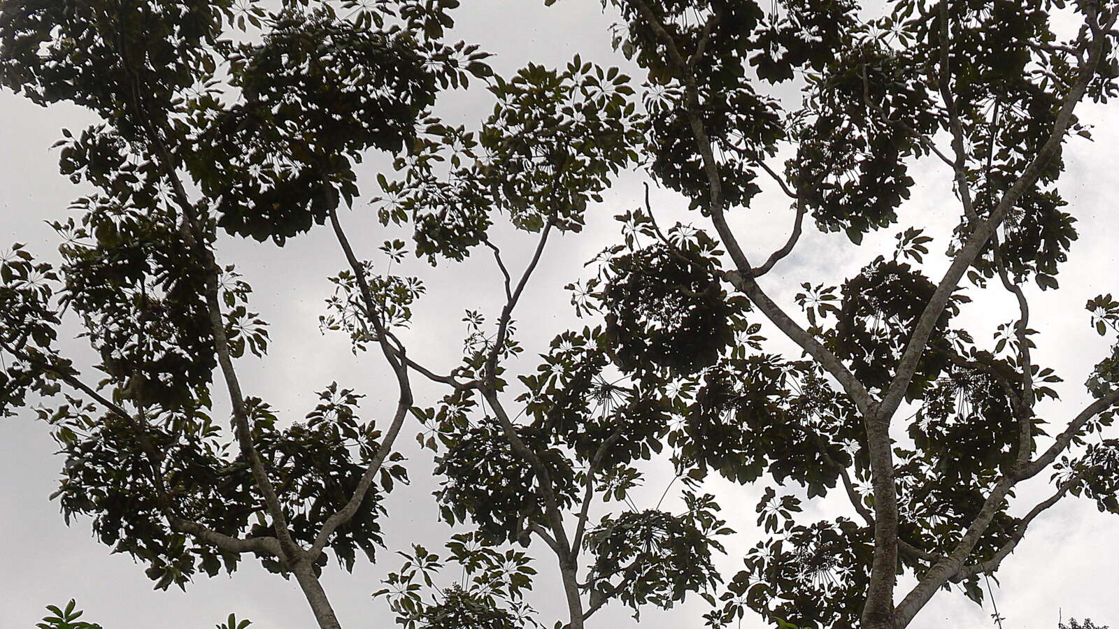 Caoba - What a tree it is